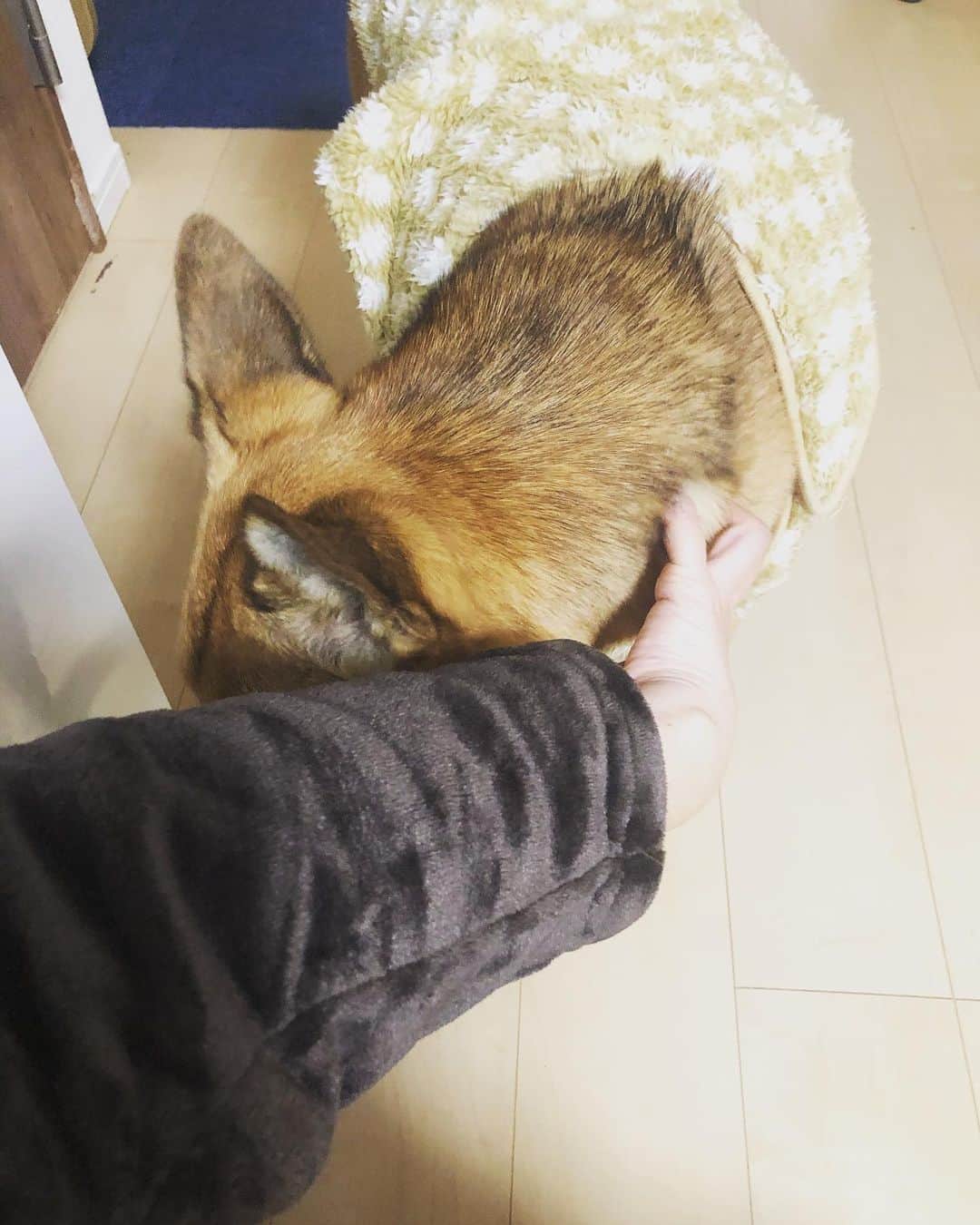 佐々木海のインスタグラム：「めちゃくちゃ鼻ツンツンして要求してくるから おやつ？ シーン… ちゃうんか、散歩？ シーン… ちゃうの、なんやの、なでなでするの？(まさかな😅) と思ったら、この状態😭 要求に撫でてほしいということが入ったのが嬉しすぎる😭 #犬 #イヌ #イヌスタグラム #いぬすたぐらむ #犬バカ部 #いぬばか部 #ふわもこ部 #いぬら部 #犬のいる暮らし #保護犬 #元野犬 #雑種 #雑種犬 #ビビり犬 #里親 #保護犬を家族に #保護犬を飼おう #殺処分ゼロ #dog #dogs #dogstagram #doglove #doglover #doglovers #doglife #dogslife #rescuedog #rescueddog」