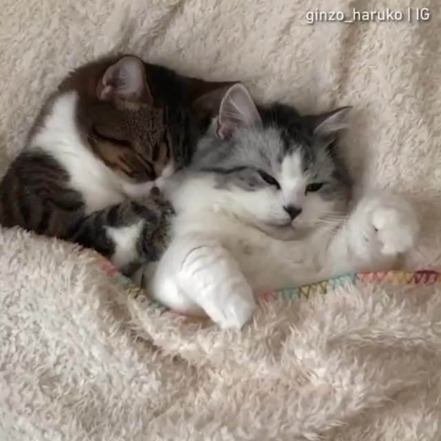Aww Clubのインスタグラム