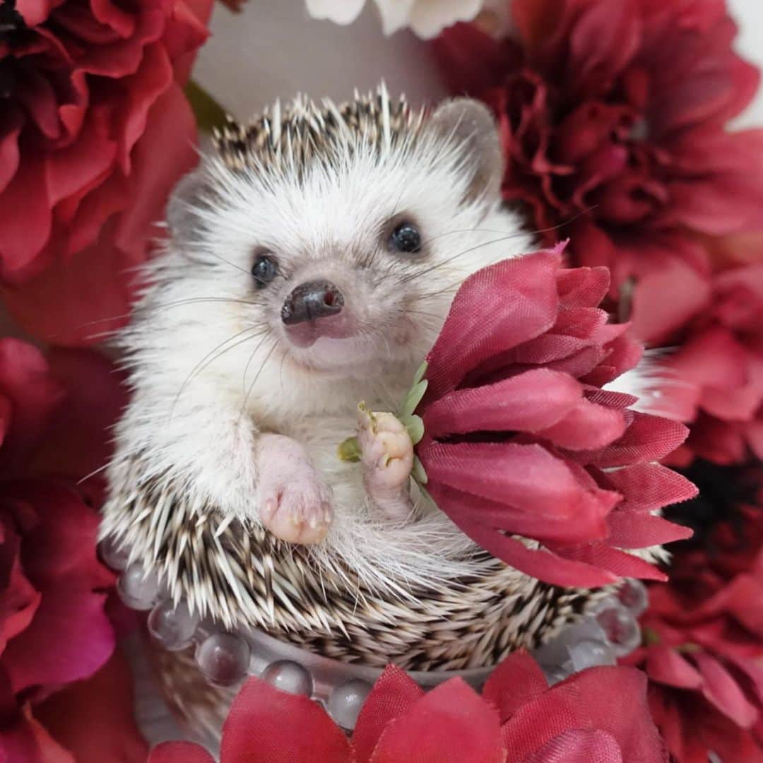 ラド&ティンクさんのインスタグラム写真 - (ラド&ティンクInstagram)「red flowers🥀  model ： Liam  リアム、今日で7ヶ月だよ❤️ 好きな女の子できたら、 お花をあげる練習するんだぁ❤️  僕の愛を受け取って❤️  って言って、お花渡すの。 この赤いお花はDAISOで買ったお花だよ。 安くても心はこもってるからね✨👍  #リアム #はりねずみのリアム #はりねずみ #ハリネズミ #針鼠 #igersjp #pecotv #hedgehog #hedgie」11月29日 10時09分 - rado_pompon
