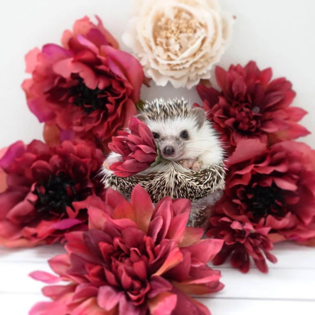 ラド&ティンクさんのインスタグラム写真 - (ラド&ティンクInstagram)「red flowers🥀  model ： Liam  リアム、今日で7ヶ月だよ❤️ 好きな女の子できたら、 お花をあげる練習するんだぁ❤️  僕の愛を受け取って❤️  って言って、お花渡すの。 この赤いお花はDAISOで買ったお花だよ。 安くても心はこもってるからね✨👍  #リアム #はりねずみのリアム #はりねずみ #ハリネズミ #針鼠 #igersjp #pecotv #hedgehog #hedgie」11月29日 10時09分 - rado_pompon