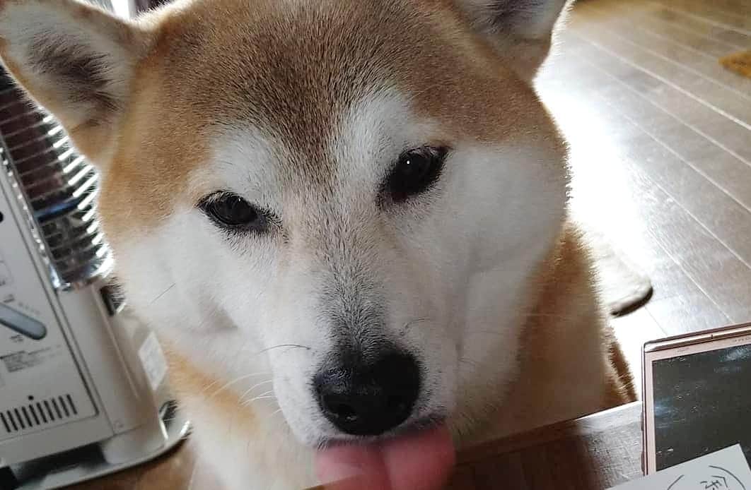 柴犬⭐️サスケのインスタグラム：「おはわん #食べにくい#目がマジ#食パン#フランスパン#🍞#柴犬#赤柴#柴北会#pecoいぬ部 #shibagram #shibasnap #shibastagram #いぬのいる生活 #いぬのいる暮らし#犬ら部 #ふわもこ部 わんだフォ#北海道#🐶#🐶📷」
