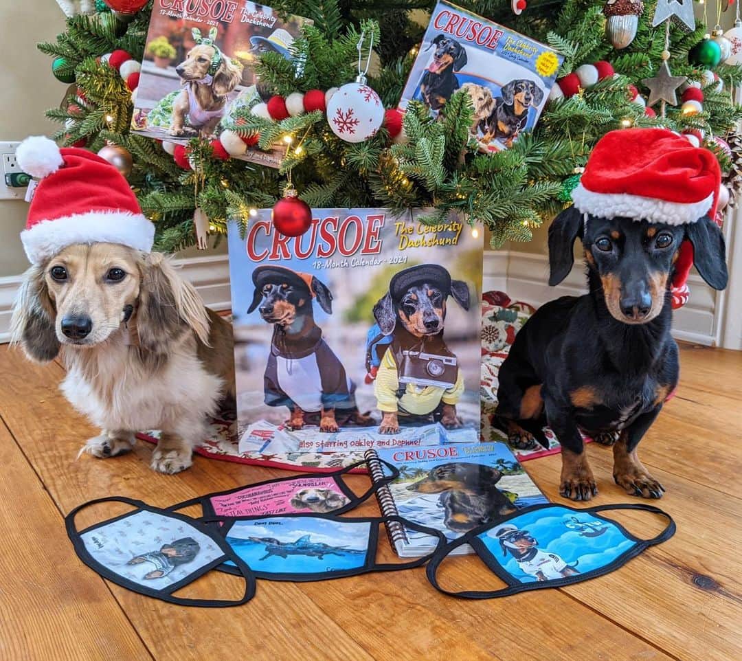 Crusoe the Celebrity Dachshundのインスタグラム：「“If you could have anything under this tree, what would it be?!😉 Get our 2021 calendars on Amazon or our masks and more in my store via link in profile!” ~ Crusoe」