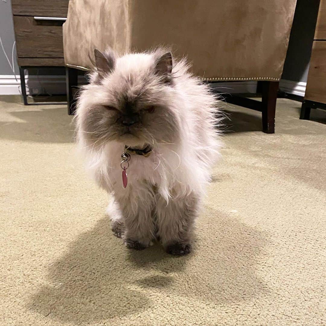 ヘザー・マクドナルドのインスタグラム：「Here is a stunning photo of our adopted cat MOOCHI Sixx McDonald Dobias. She will be celebrating her Quinceanera in March! Drake, Mackenzie and Brandon love her a lot! #seniorcats #catsofinstagram #persiancat」