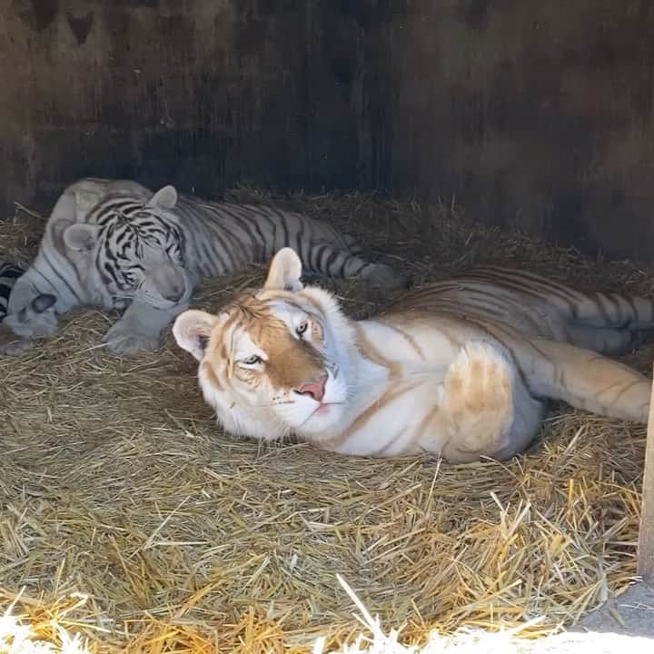 Black Jaguar-White Tiger のインスタグラム