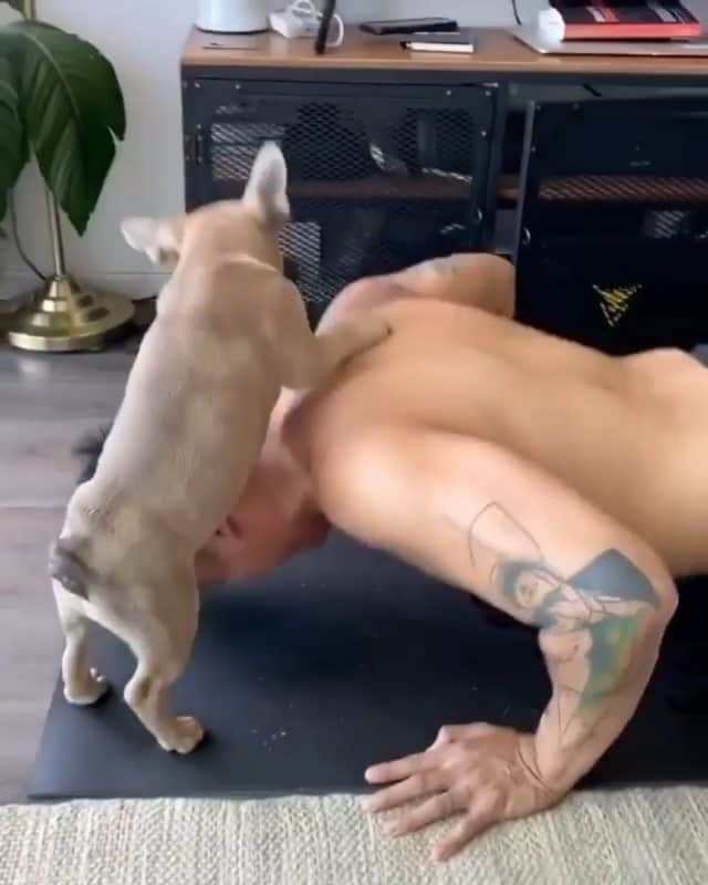 French Bulldogのインスタグラム