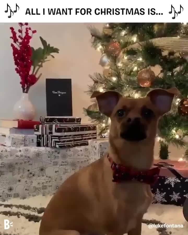 BarkBoxのインスタグラム：「IT IS TIME @mariahcarey 🎄⁠ @lukefontana」