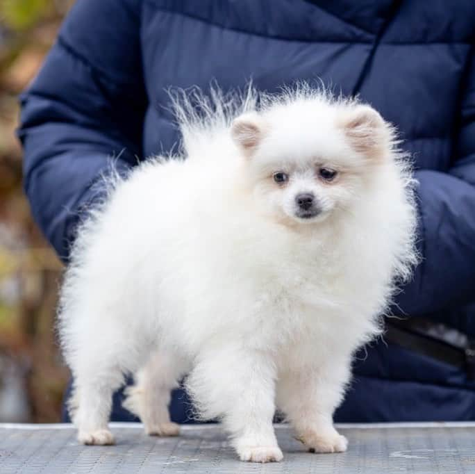 Puppy For Sale.さんのインスタグラム写真 - (Puppy For Sale.Instagram)「Девочка померанского шпица белого  окраса❤️ малышка на миллион🥰 ⠀ В прекрасном типе Шерстяная, короткая наполненная мордочка, супер короткий носик, крошечные ушки. ⠀ Настоящий белый медвежонок.🐻  ⠀ ___ ⠀ Следите за нашими обновлениями и подписывайтесь👇 @artsimpatiya ⠀ Больше информации, фото и видео: Директ, на личном сайте питомника Арт Симпатия: www.artsimpatiya.ru  ⠀  ⠀ #pom  #puppypomerian #chiotpoméranien #puppypom #puppypomeranian #pomeranianpartycolor #pomeranianparis #whitepom #pomeranianpup #pomeranianpuppy #pomeranianpuppies #pomeranianfrance #pomeranianspitz #pomerania #spitztagram #spitzpomeranian #spitzpuppy」11月29日 2時41分 - artsimpatiya