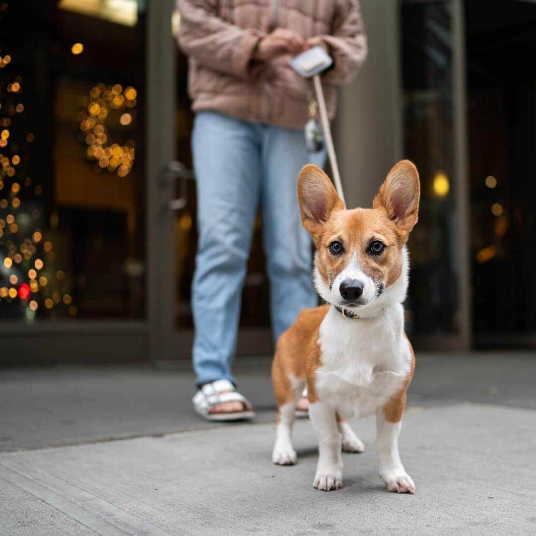 The Dogistさんのインスタグラム写真 - (The DogistInstagram)「Papaya, Pembroke Welsh Corgi (5 m/o), 24th & 6th Ave., New York, NY • “He likes to eat everything...stones. Trying to get over the habit. He’s also scared of mannequins.” @papayasssss」11月29日 2時51分 - thedogist