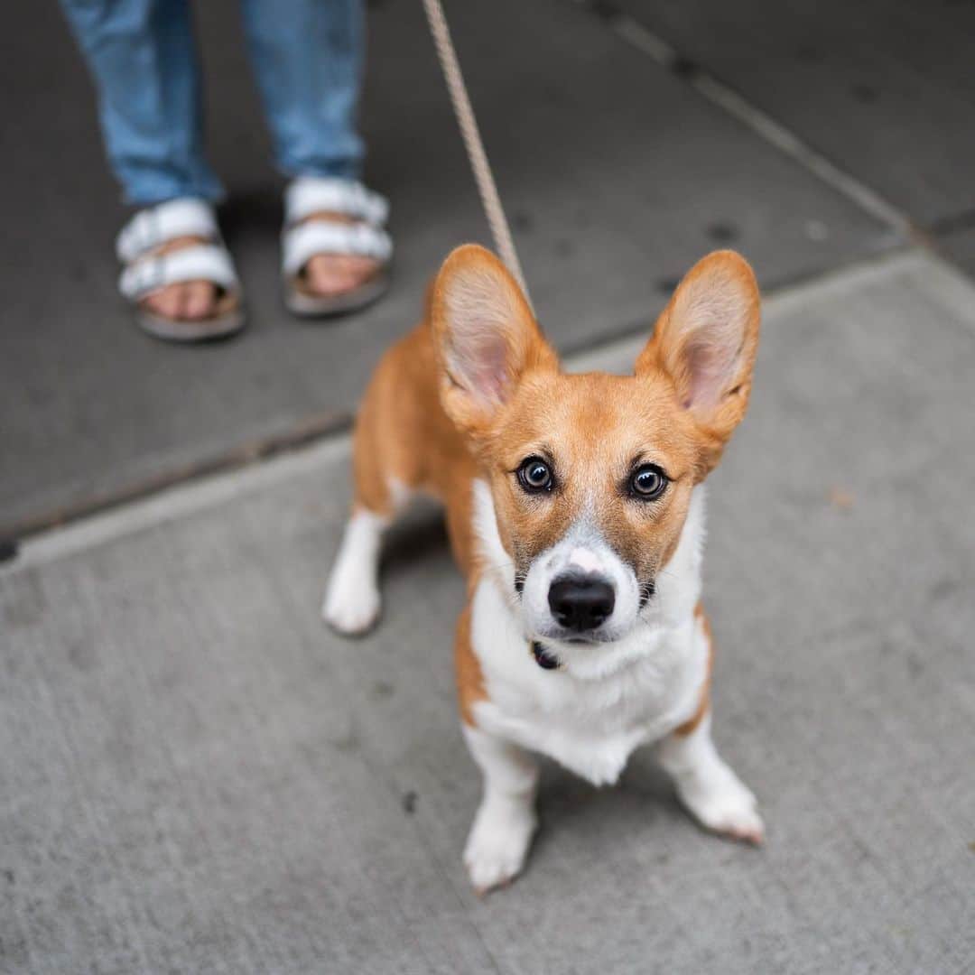 The Dogistさんのインスタグラム写真 - (The DogistInstagram)「Papaya, Pembroke Welsh Corgi (5 m/o), 24th & 6th Ave., New York, NY • “He likes to eat everything...stones. Trying to get over the habit. He’s also scared of mannequins.” @papayasssss」11月29日 2時51分 - thedogist