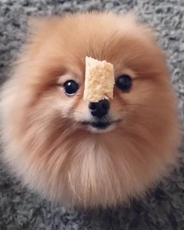 のインスタグラム：「"Patience is a virtue 🤓 " - @sophie.the.pom  #dogsofinstagram」