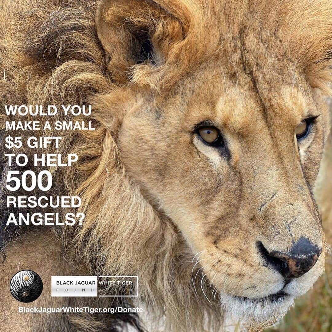 Black Jaguar-White Tiger さんのインスタグラム写真 - (Black Jaguar-White Tiger Instagram)「Your donation saves lives. 500 rescued Animals need you. Active link to donate on our bio or at www.BlackJaguarWhiteTiger.org/Donate」11月29日 4時13分 - blackjaguarwhitetiger