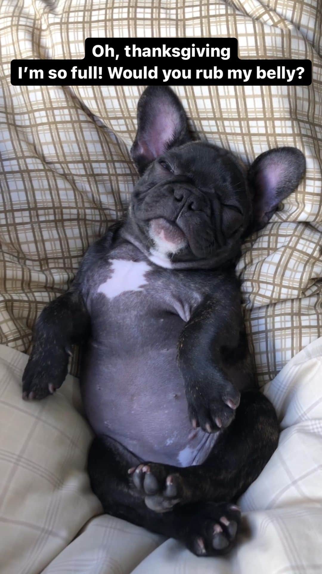 Regeneratti&Oliveira Kennelのインスタグラム：「Would you?!🥺 #frenchbulldog #frenchies1 #frenchie #jmarcoz」