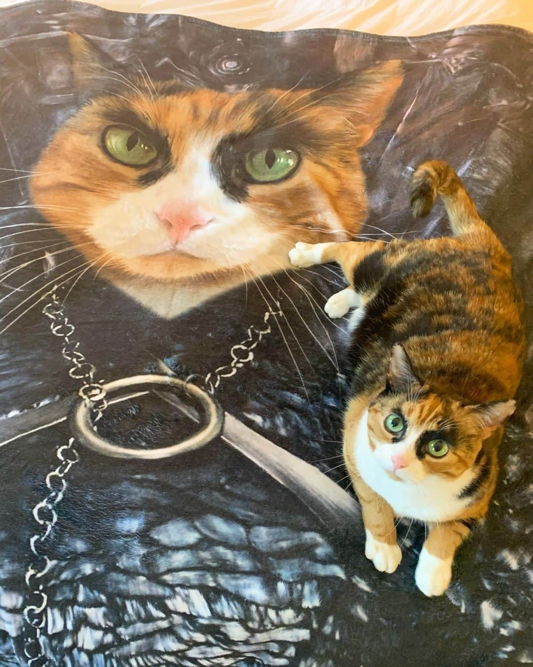 リリーのインスタグラム：「The Lady of the North wants you to get a Black Friday deal! Use SAVE30 to get 30% off! Check out my awesome blanket and coffee mug ➡️  . . . #crownandpaw #lillycrazyeyes #save30 #blackfriday #blackfridaysale #mood #catsofinstagram #9gag #calico #instacat #meowstagram #meow #meowdel #instacalico #calico #monday #crazyeyes #sassy #notimpressed #eyes #friday #meowdel」