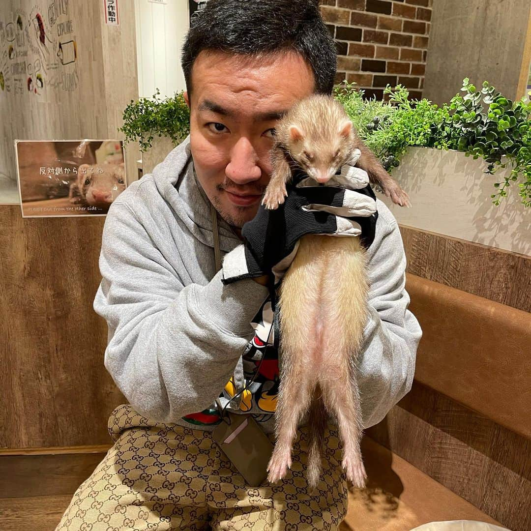 ゆっこママさんのインスタグラム写真 - (ゆっこママInstagram)「@hedgehogcafe_yokohama   横浜動物カフェ行ってきました❤️ 寝てるフェレットを拾い上げ撮影してきました。笑」11月29日 5時54分 - yukkomama_official