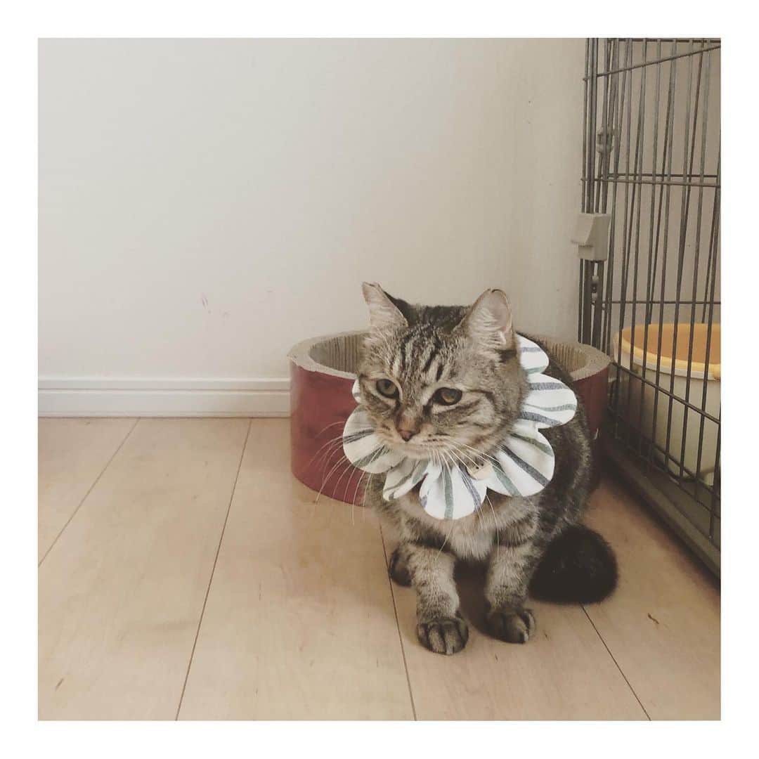 こむぎのインスタグラム：「* けいくんのこと！ 昨日はお見合い＆トライアルスタートしました！😭 通常はお見合いをした後に、お迎え準備をしていただき、お届けに伺うと流れなのですが、昨今のコロナ事情もあり里親様宅のご家族のことを配慮して今回は事前にしっかりご準備をいただき、お見合いをした直後トライアルスタートとなりました🙇🏻 事前打ち合わせでは何回もご自宅の動画をお送りいただき、猫ちゃんと暮らすための環境作りを行なっていただきました🙏🏻✨ 里親様はずっとずっとけいくんのことをインスタで見守って、密かに想いを寄せてくださっていた方でした😭✨ けいくんに対する想いが、なんだか自分が20代の時にこむぎと暮らしはじめた頃と重なって、とても感慨深いものがありましたー😭 まずはトライアル！けいくん頑張ってーー！！ ぶどうくんもトライアル頑張っているよー🤗✨  昨年この崩壊現場のレスキューに入り、すぐに預かり挙手をしてくださり、けいくんとまだらちゃんのお世話をしてくださっていた @namaikinamako さん。 はじめての預かり＆1年近くけいくんのお世話をしていただき、本当にありがとうございました🙇🏻 長く側にいたことで、旅立ちはより辛いものがあると思います。 でも、けいくんが幸せに向かって一歩進むことができて本当に嬉しい😭✨ 一緒にけいくんのトライアルをサポートしたいと思います🤗✨  そしてそして！ 今日はこれからくろくん、まがりくんを里親様宅へお届けです！ 緊張して早くに目が覚めてしまいましたが、ちゃんと眠くなったら休憩とりつつ安全運転で向かいます🙆‍♀️ また、以前に保健所へ連れていくしかないとなっていた直前で、私が引き受けてきた空港で保護されたそらちゃん。 預かりさん宅でお世話していただいておりましたが、友人のまいさんにお願いすることになり、そらちゃんも一緒にドライブです〜🚙  みんな幸せに向かって着実に進んでいます！！✨✨✨  #岐阜多頭崩壊レスキュー」