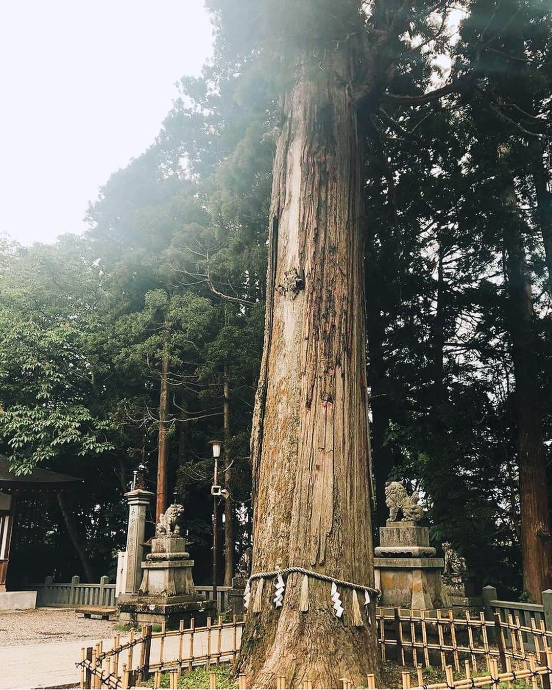 田中里依奈さんのインスタグラム写真 - (田中里依奈Instagram)「戸隠神社⛩ 去年、お参りに行った時の写真✨ 霊山戸隠山の麓に創建された、2千年余りに及ぶ歴史を刻む日本屈指の神社です✨ 今年は帰省出来なくて、お参りには行けなかったけど、子供の頃から可愛がってくれてた神社のお姉ちゃんが、神主資格をとって、御祈祷してくれたお札を実家に送ってくれたみたいで😊🌸 今の私の家には神棚ないから、実家の神棚に置いてもらってるんだけど、今でも心配してくれてお祈りしてくれて本当に有難いし嬉しい🥰 私の名前も戸隠神社でつけてもらったから、私の原点というか、沢山のエネルギーをもらえる場所。奥社の杉並木に入った瞬間、氣の流れというかエネルギーが変わる✨これは、霊感なくても不思議と感じる波動があるんだよね➰😀 お参りに行った後は、不思議な事が沢山起こるというか、デジャヴとか正夢みたりとか、自分でも信じられないような事が起きるんですよね🙄 私にとっては特別な場所、これ以上話すと変な子って言われてしまいそうなのでこのへんにして🙌 コロナが落ち着いて帰省できたら、真っ先にご挨拶に行かないとな😁➰♡ . #戸隠神社#去年の6月 #戸隠神社五社巡り #古事記#パワースポット#長野県#信州#天岩戸が飛んできた場所#日本神話#神社仏閣巡り#私のパワーの源」11月29日 6時43分 - riina_tanaka