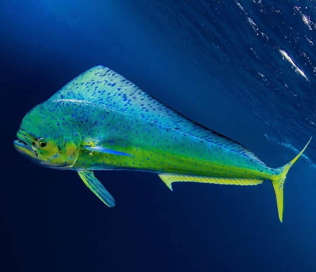のインスタグラム：「Holiday light show. 📷: @sport_fish_gallery #SeeWhatsOutThere #BornOnTheWater」