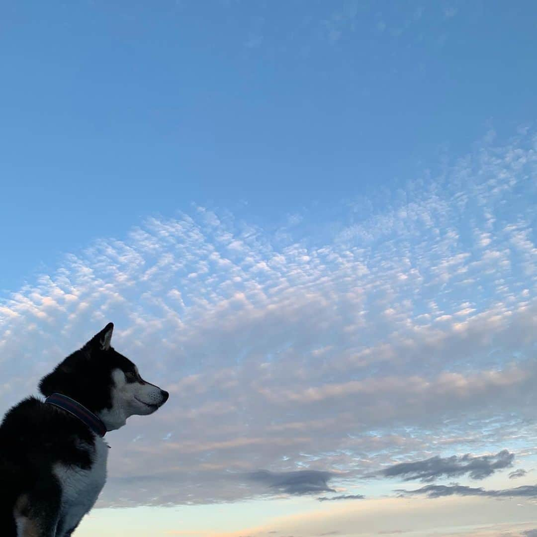 くろさんのインスタグラム写真 - (くろInstagram)「朝んぽ #巻積雲 #うろこ雲 #いわし雲 #ひつじ雲 #秋の雲 #秋の空」11月29日 7時43分 - m6bmw