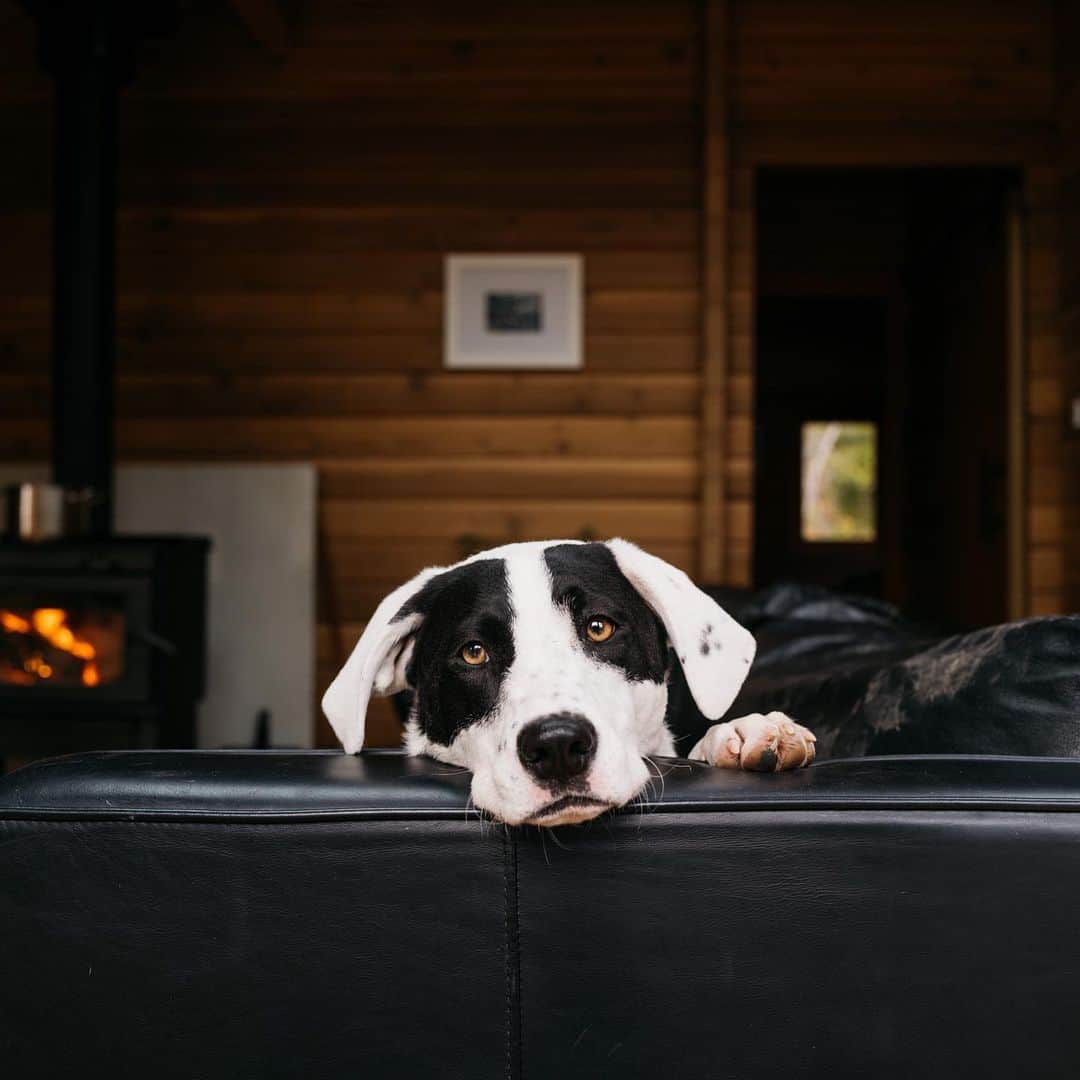 Andrew Knappのインスタグラム：「Hope you’re staying cozy this weekend. 🔥 Thanks to everyone for buying our @bemorelikeyourdog shirts! Be sure to get your order in this weekend if it’s a gift for someone.」