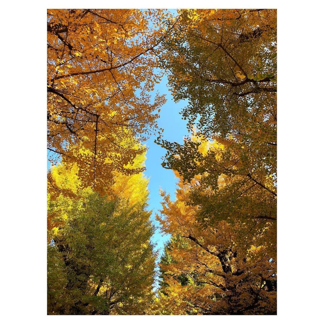 理絵さんのインスタグラム写真 - (理絵Instagram)「💛💛💛  #銀杏並木 #銀杏 #イチョウ #散歩 #tokyo #japan」11月29日 7時57分 - ____rie____