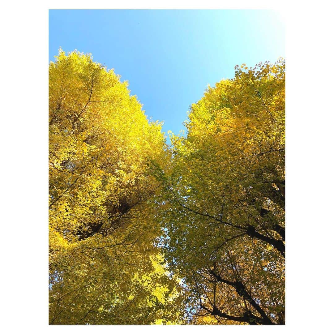 理絵さんのインスタグラム写真 - (理絵Instagram)「💛💛💛  #銀杏並木 #銀杏 #イチョウ #散歩 #tokyo #japan」11月29日 7時57分 - ____rie____