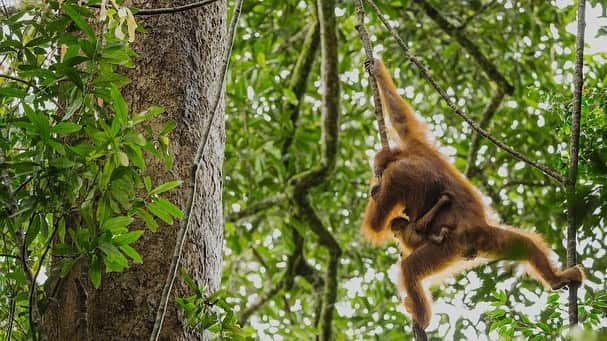 Tim Lamanさんのインスタグラム写真 - (Tim LamanInstagram)「Aerial video by @RussLaman.  Lowland rainforest in Borneo’s Gunung Palung National Park, one of the remaining ancient forests harboring an amazing diversity of life.  What’s the best strategy to help safeguard this forest for the future?  Focusing attention around the park’s orangutans is one good approach.  They are critically endangered, and if the forest can be saved for the orangutans, all the other species benefit as well, including the human communities around the park who receive benefits like fresh water and tourism revenue to name just two.  This year for #GivingTuesday, I’m having an orangutan print sale to support the conservation group @SaveWildOrangutans.  They work closely with the National Park and communities around the park to safeguard orangutans and help people thrive as well.  Please consider a print purchase from my store at link in bio.  I am donating 100% of proceeds of all orangutan print sales to @SaveWildOrangutans.  Sale ends on Giving Tuesday Dec 1.  - Swipe to see a few of my wild orangutan images from Borneo available as prints. To learn more about @SaveWildOrangutans and what they do, follow them on IG and also check out their website www.savewildorangutans.org. - #GunungPalungNationalPark #orangutans #borneo #Indonesia #rainforest #nature #wildlife #GivingTuesday」11月29日 8時02分 - timlaman