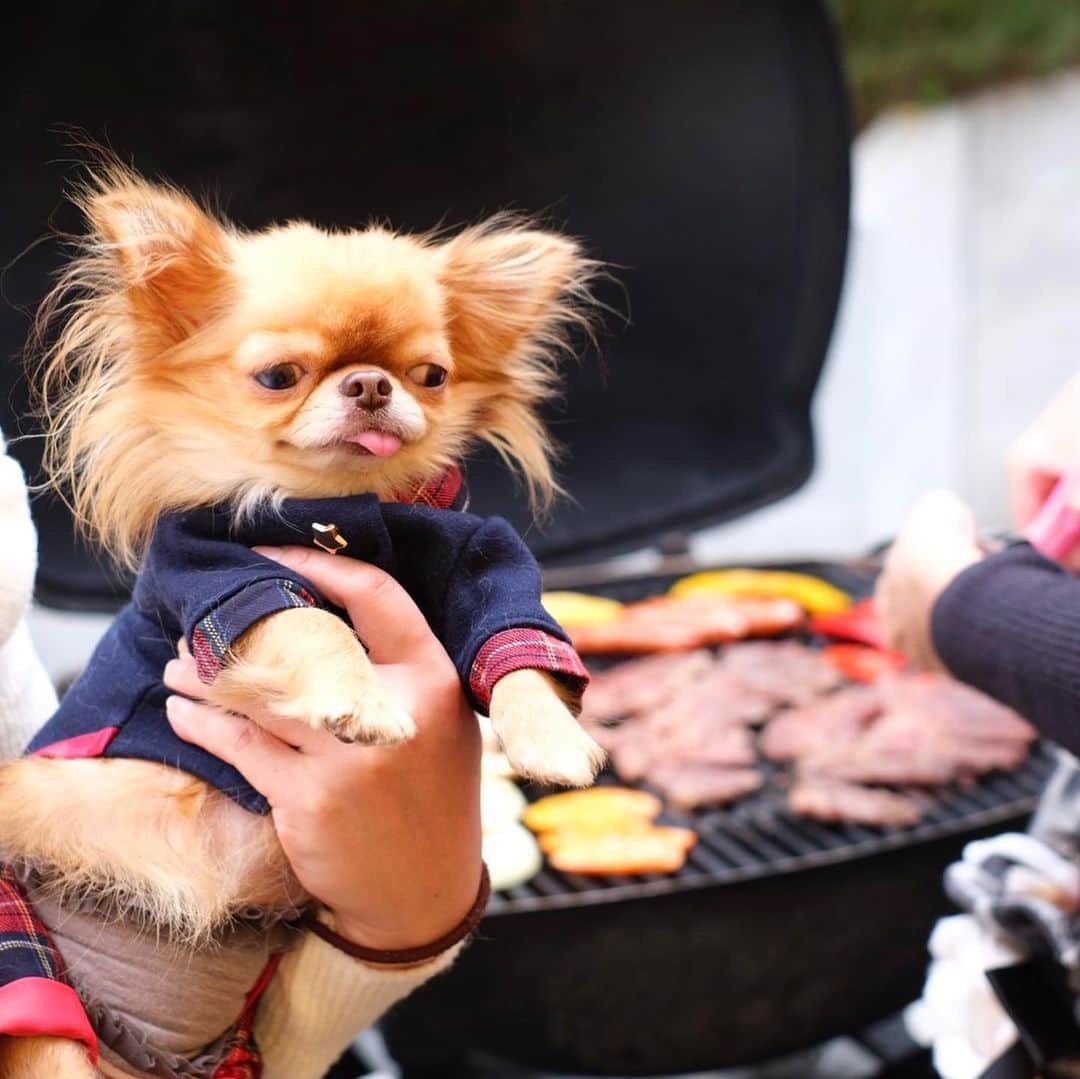 kayoのインスタグラム：「* * * みんなでBBQ〜🥩😆 * * 涙あり笑いありで 楽しかったねーー😁❤️ * * コロナが落ち着いたら 次は鍋で😆🍲✨ * * * #BBQ #グランピング #junglenanba * #chihuahua#chihuahualove#dogstgram#dog#instadog#チワワ#チワワ大好き#チワワのいる暮らし * * *」