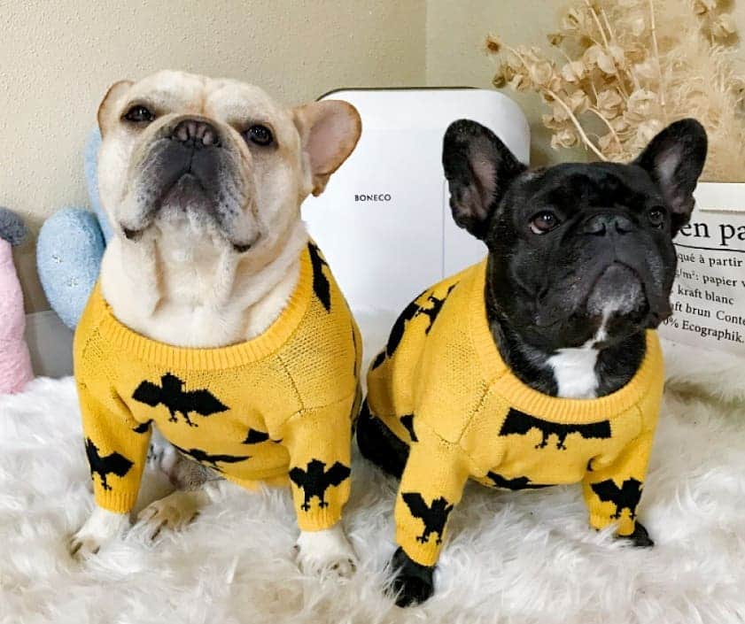 French Bulldogさんのインスタグラム写真 - (French BulldogInstagram)「Batpig Sweaters 💛🦇💛 🖤 Discount code at checkout: BLACKFRIDAY 🖤 Exclusive in @frenchie.world shop 🛍🛍🛍 👉 LINK IN BIO 🔝 . . . . . #frenchie #frenchies #französischebulldogge #frenchbulldog #frenchbulldogs #dog #dogsofinstagram #frenchieworld #bully #bulldog #bulldogfrances #フレンチブルドッグ #フレンチブルドッグ #フレブル #ワンコ #frenchiesgram #frenchbulldogsofinstagram #ilovemyfrenchie #batpig #buhi #squishyfacecrewbulldog」11月29日 8時26分 - frenchie.world