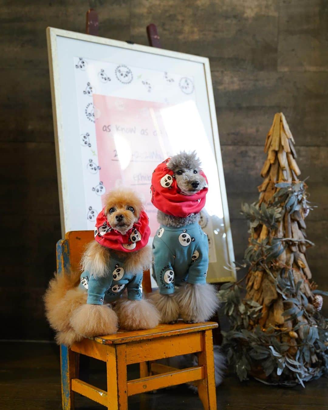 Toypoodle Mikuru?Asakusa Tokyoのインスタグラム：「20201129 Saturday. 【Mikuru information🌟】 📍 @snobbishbabies_komazawa  as know as de wan 2020-2021 Winter exhibition. @asknowas_dewan_official の展示会に代官山アンバサダーのラフ君と一緒に行ってきました💕  カタログVol.43のお洋服です。 ネットと店舗で予約開始されているものしか公開できなくて心苦しいです😣 (こちらの画像は許可頂いております😊)  ❶ 枚目 ⭐️ ＮＡＳパンダパンダＰＯ ⭐️ W00744 / ¥7,200+tax ダスティブルー・コーラルピンク の2色展開。 画像だと、コーラルピンクの赤がきつくみえちゃいますが、優しいお色です🥰 同じパンダ柄でスヌードとカフェマットもありますよ🐼  ❺ 枚目 ⭐️ ＮＡＳベアワッペンＢＤＴ ⭐️ W00745 / ￥7,500+tax 柔らかい質感の素材なのでめちゃ着せやすいです😍 くまちゃんの刺繍ワッペンも可愛い〜🐻  他も可愛いお洋服😍 ヤバいです‼️どれも欲しくなっちゃって😰 グッと堪えて、厳選して予約してきました❣️ でも、発売されたら買っちゃいそう😅  そして、みきゅるんは初の●●●●を予約しちゃいました😆😆😆 今まで苦手？だったのが嘘みたーい💖 カタログ解禁になったら更新したいと思います☺️ . 以上、Mikuru information でした🌟  ..................................... パンダPOとベアワッペンBDTのご予約は @asknowasdewan_marronniergate  で始まってますよ😆 .....................................  #asknowasdewan #asknowasdewan公式アンバサダー #マロニエゲート銀座 #第17期PPモデル」