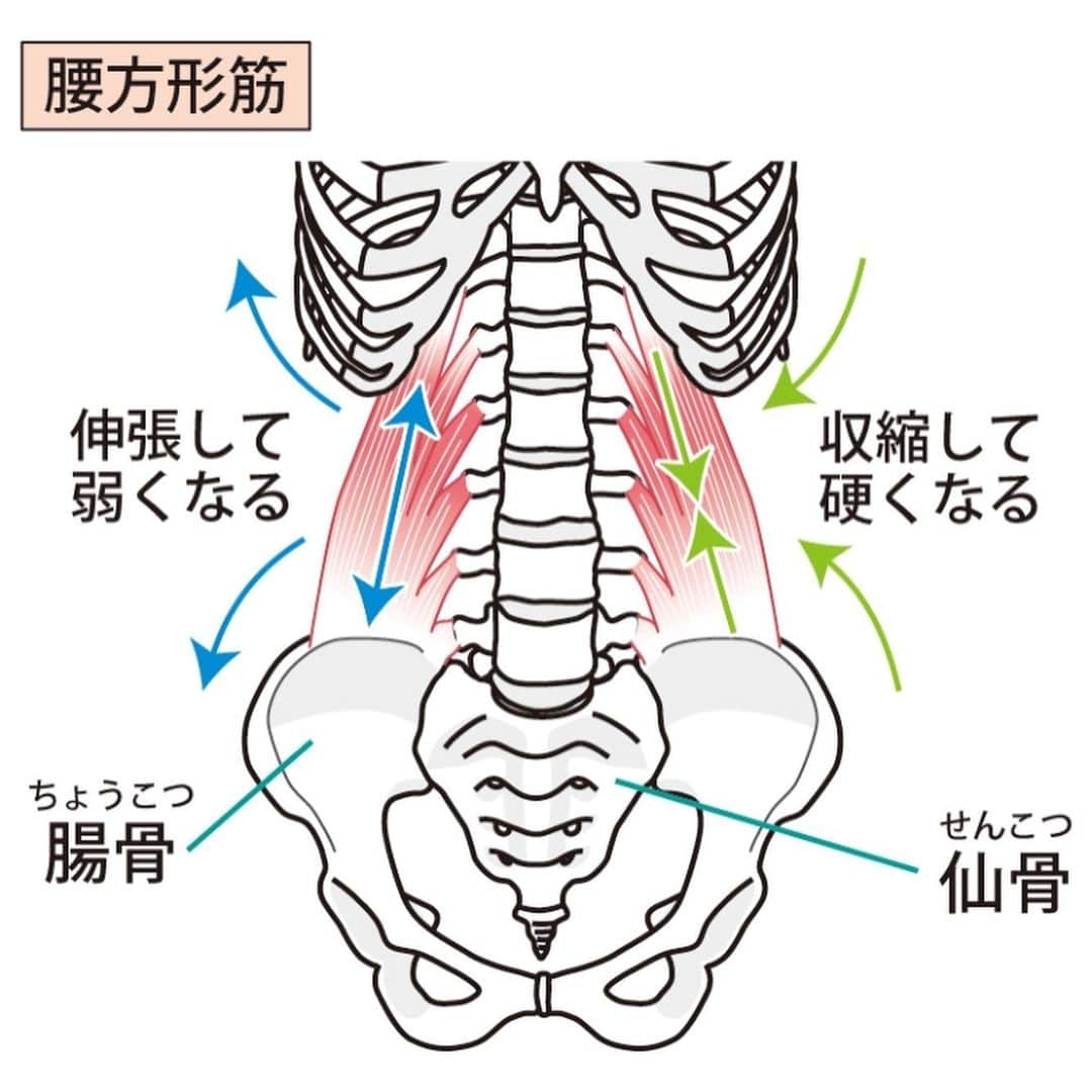桜梅桃李のインスタグラム：「こんにちは！ 一年の終わりに向けてお仕事が忙しくなられる方も多いのではないでしょうか？🙂 お仕事の忙しい時期は、長時間同じ姿勢が多くもなり腰が痛いなんて事も🥺💦 大掃除などのいつもと違う偏った姿勢でも 腰を痛めがちに😰 . そんな時こそ腰痛予防に 腰の筋肉の一つ、腰方形筋のストレッチ方法をご紹介します☺️ まずは腰方形筋の機能や役割についてです👐✨ . 腰方形筋は、骨盤と下部肋骨を繋ぐ、左右対象な筋肉です。 体幹筋の１つとして脊柱の安定に重要な役割を果たしています😃 . 腰方形筋の筋力が低下したり萎縮すると骨・関節・椎間板への影響を及ぼす場合があります😢 . 腰方形筋の主な働きは、体幹を側屈させることです👌 . 腰方形筋は、呼吸補助筋として息を吐く時に働きます🙂 また体幹の回旋・側屈の作用があるため、日常生活では体を捻る動きの時に使われます👌 . 腰方形筋の主な作用🙆‍♀️✨✨ ○呼吸補助 ○振り向き動作、荷物の持ち上げ動作 ○ゴルフやテニスなどのスイング動作 . 腰方形筋は、ストレスが高まりやすい部位の１つです😂 . 特に、日常生活の中で同じ足を組む癖がある方⚠️ スイング動作を伴うテニスやゴルフ、野球のような趣味・スポーツをされている方⚠️ 重たい荷物を運ぶような仕事をされている方⚠️ は、この腰方形筋がストレスを抱えてしまう可能性が高くなります💦 . 腰方形筋の柔軟性が低下していたり、短縮していると急な動きに対して筋繊維が損傷し、痛みを発生させる原因となります😰 . このように腰方形筋は、負担がかかりやすい部位なので 腰方形筋のストレッチを取り入れ痛みを予防して柔軟な、筋肉を目指していきましょう🙆‍♀️ . ぜひ簡単なのでお試しください☺️☺️ .  . #腰痛改善ストレッチ #桜梅桃李エクササイズ #三ノ宮エステ #大阪エステ #神戸エステ #リジュベネーション #大阪エステ」