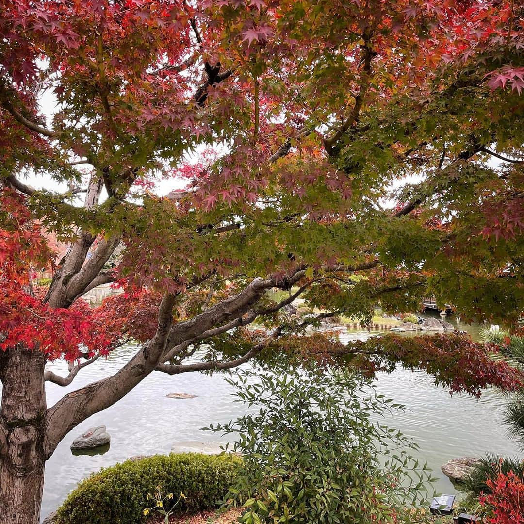 深井愛のインスタグラム：「人生はグラデーションやな🍁 . 青いのは活きて美しい 染まる途中も可愛い 真っ赤は趣があってまた美しい . 全て見えると愛おしい」