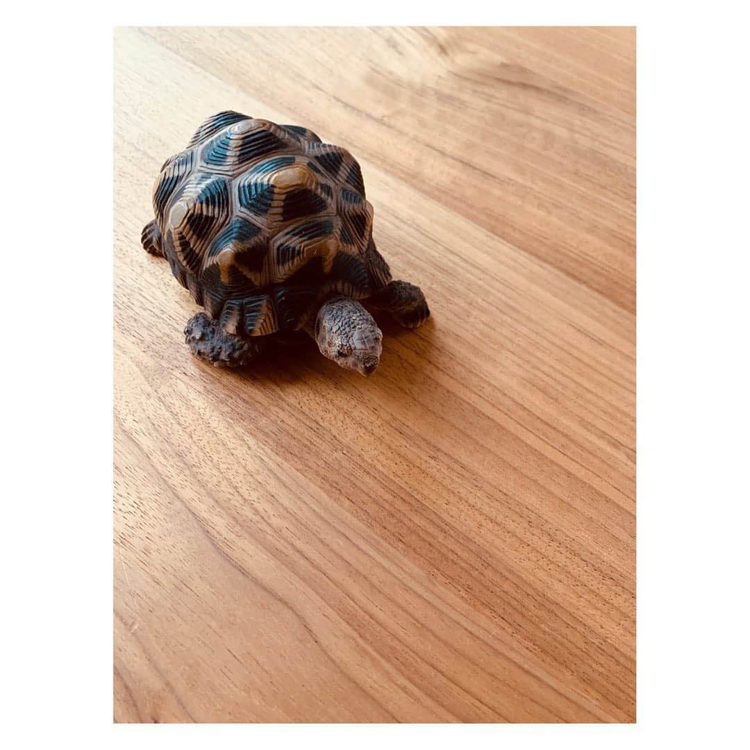 陽月華さんのインスタグラム写真 - (陽月華Instagram)「☺︎  ウチにいるカメ。  置物なんだけど 懐の深い顔してて  見ると安心する。  #カメ #turtle #貯金箱 #安心感」11月29日 18時08分 - hizukihana_official