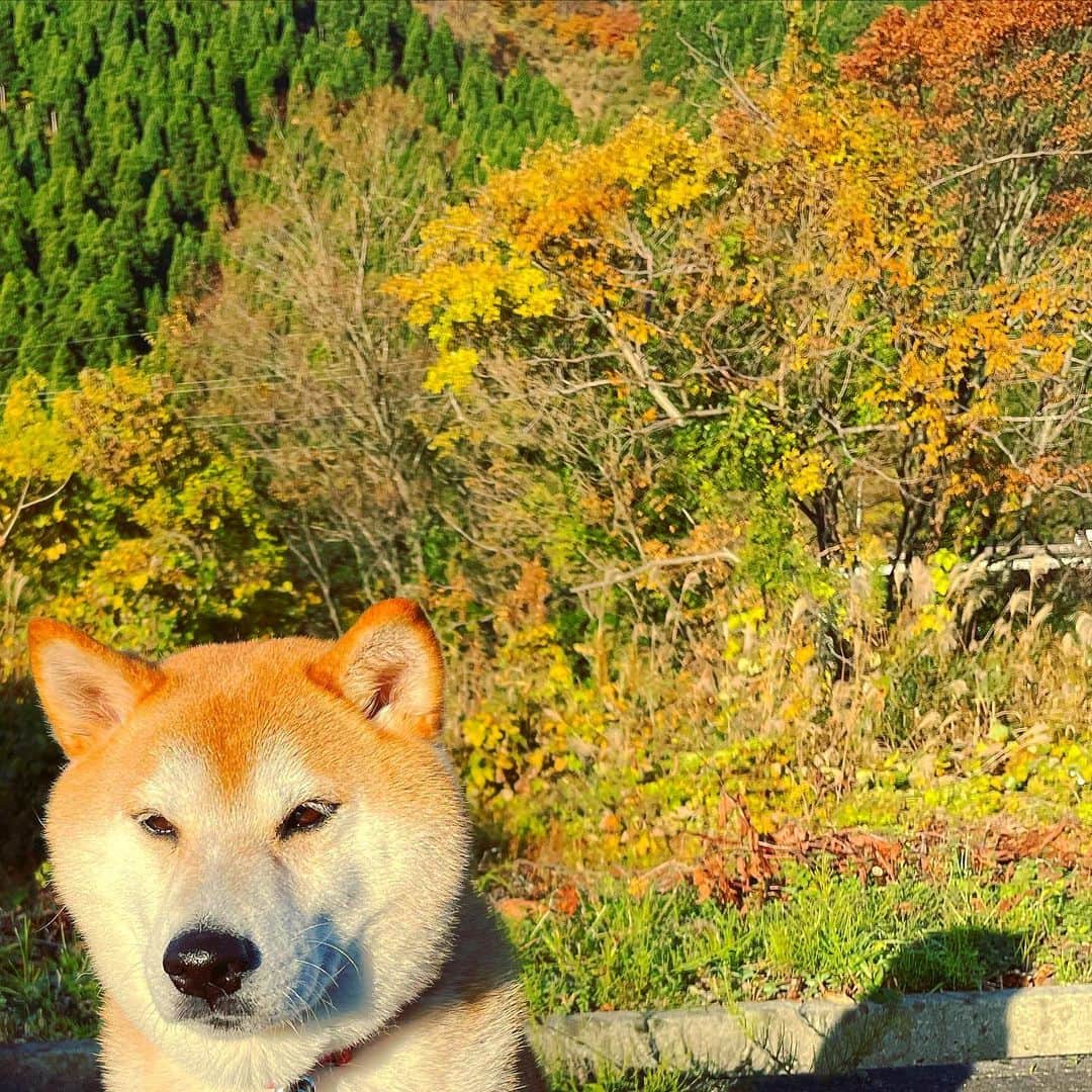 Hanamichi ＆ ℕㆁℜ〡ｋㆁ♡のインスタグラム：「#紅葉色の犬 #秋晴れ #柴犬 #しばいぬ #子犬 #わんこ #dog #shiba #puppy #love #cute #秋深し #紅葉 #日本犬 #shibastagram #dogsofinstagram」