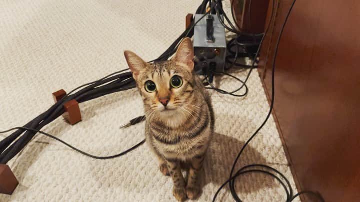 のインスタグラム：「まだ遊び足らないよー、ですね、これは…😅 私の休日が…  #マメ #オシキャット #溝口肇」