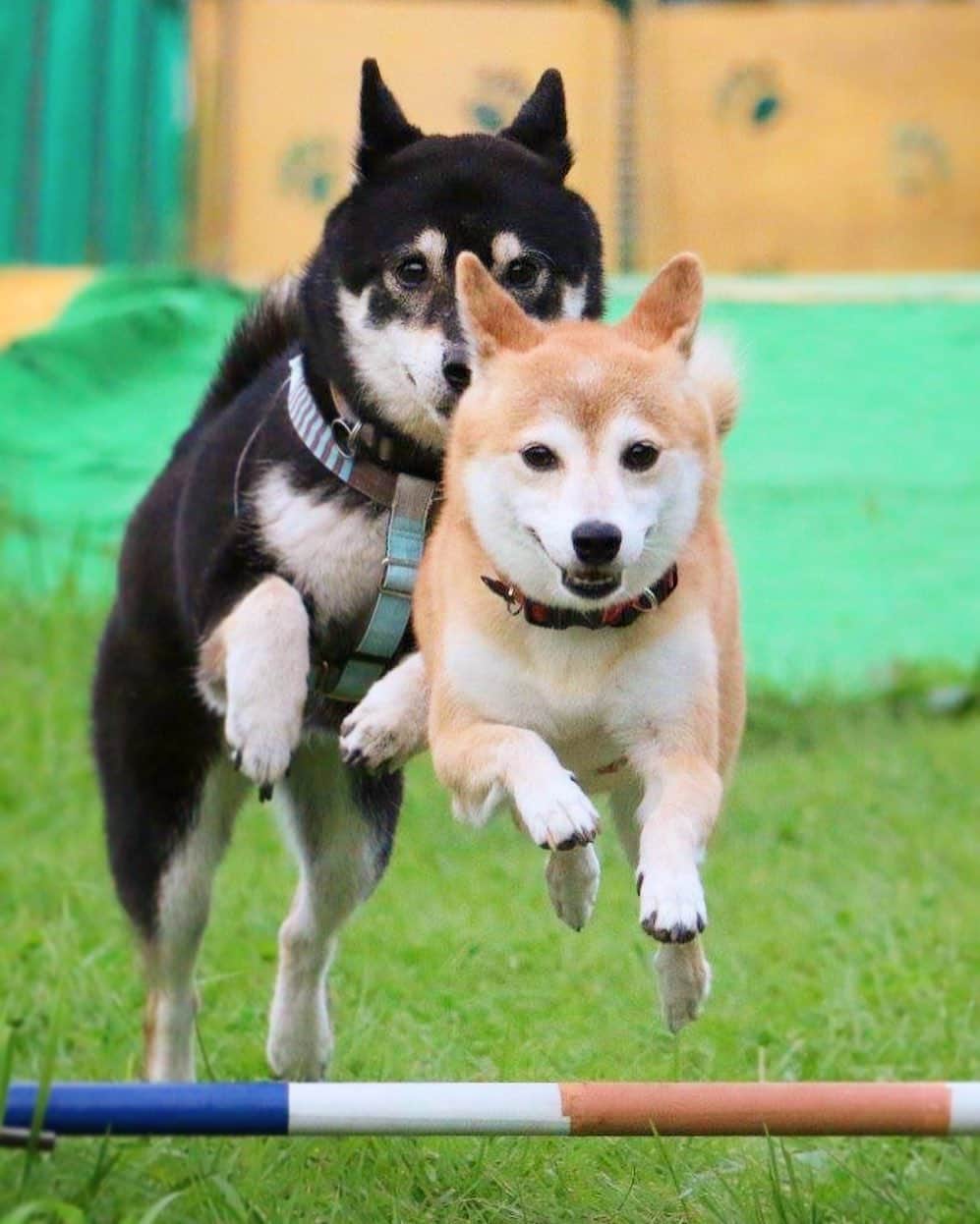のインスタグラム：「🐶✈️🐶  iPhoneで撮った1番古いドッグラン動画は ちょうど5年前の11月でした🐕🐕💨  けんちゃん9歳、ゆりあ5歳の頃です☺️  ずーっと整理できずにいたけんゆり野生柴動画 せっかくなのでストーリーズのハイライトに のんびりまとめていきたいと思います！  ストーリーズに突然ドッグラン動画が流れたら あぁ〜まとめてるのね、と一緒に 懐かしんでもらえたらうれしいです❤️」
