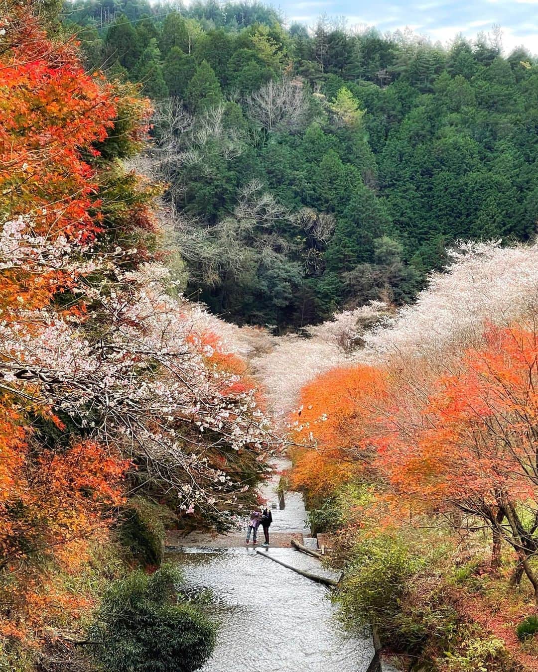 JAPANのインスタグラム：「Winter sakura」