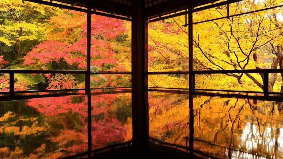 harumiのインスタグラム：「Japanese maple in the temple #rurikoin🍁🍁🍁  先日投稿した瑠璃光院の別アングルも記念に…💛❤️💛 静けさと華やかさが一体となったあの空間にまた訪れたいな✨🍁✨ #瑠璃光院」