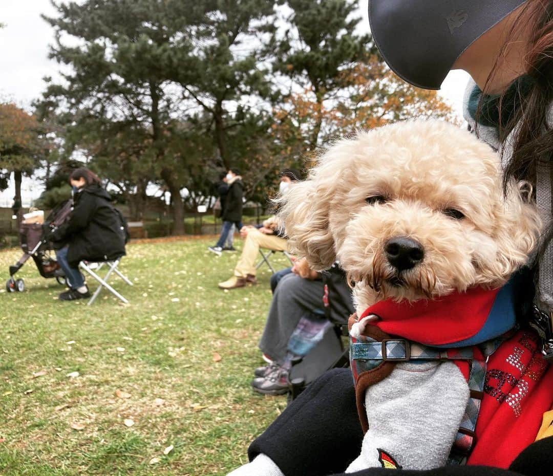 チャチャ丸さんのインスタグラム写真 - (チャチャ丸Instagram)「プードルフェス2020に行ってきました🦮 参加してるプードルの数にビックリしてるチャチャ丸...w . . #トイプードル #プードルフェス #ペットイベント #イベント #toypoodle #poodle」11月29日 19時10分 - cha2maru_ch