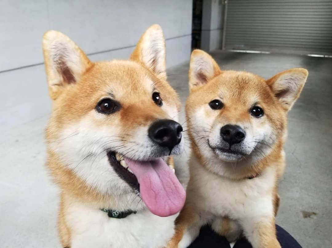 柴犬たま Shibainu Tamaさんのインスタグラム写真 - (柴犬たま Shibainu TamaInstagram)「スマイル、スマイル😊🎵 ﻿﻿﻿ Caption trans🇬🇧﻿﻿﻿﻿﻿﻿﻿﻿﻿﻿﻿﻿ Smile, Smile😊🎵 ﻿﻿﻿﻿﻿﻿﻿﻿﻿﻿ #たま家族 #柴犬ミケ #ミケママ #柴犬コイ #柴犬トロ #柴犬ウニ #おしゅし兄弟 #仲良し親子 #仲良し兄弟 #笑顔 #ふわもこ #かなりひし形 #舌ぺろ #柴犬 #shiba #shibainu #shibastagram #犬 #dog #多頭飼い」11月29日 19時20分 - tama7653