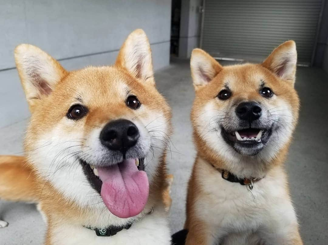 柴犬たま Shibainu Tamaさんのインスタグラム写真 - (柴犬たま Shibainu TamaInstagram)「スマイル、スマイル😊🎵 ﻿﻿﻿ Caption trans🇬🇧﻿﻿﻿﻿﻿﻿﻿﻿﻿﻿﻿﻿ Smile, Smile😊🎵 ﻿﻿﻿﻿﻿﻿﻿﻿﻿﻿ #たま家族 #柴犬ミケ #ミケママ #柴犬コイ #柴犬トロ #柴犬ウニ #おしゅし兄弟 #仲良し親子 #仲良し兄弟 #笑顔 #ふわもこ #かなりひし形 #舌ぺろ #柴犬 #shiba #shibainu #shibastagram #犬 #dog #多頭飼い」11月29日 19時20分 - tama7653