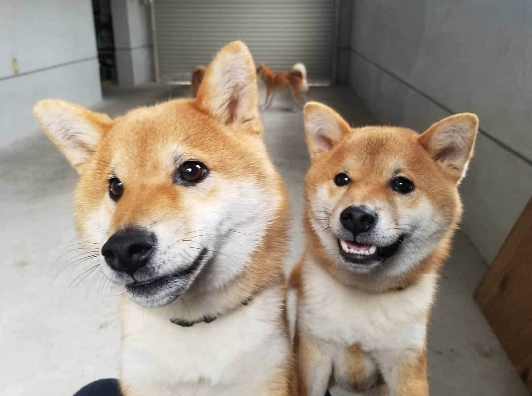 柴犬たま Shibainu Tamaさんのインスタグラム写真 - (柴犬たま Shibainu TamaInstagram)「スマイル、スマイル😊🎵 ﻿﻿﻿ Caption trans🇬🇧﻿﻿﻿﻿﻿﻿﻿﻿﻿﻿﻿﻿ Smile, Smile😊🎵 ﻿﻿﻿﻿﻿﻿﻿﻿﻿﻿ #たま家族 #柴犬ミケ #ミケママ #柴犬コイ #柴犬トロ #柴犬ウニ #おしゅし兄弟 #仲良し親子 #仲良し兄弟 #笑顔 #ふわもこ #かなりひし形 #舌ぺろ #柴犬 #shiba #shibainu #shibastagram #犬 #dog #多頭飼い」11月29日 19時20分 - tama7653