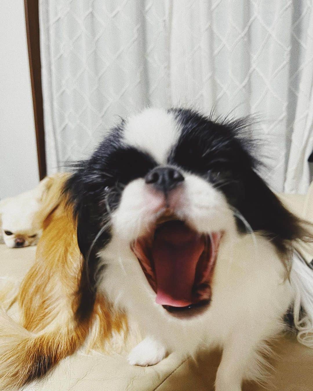 juntowaのインスタグラム：「ふぐが文句言ってる時の顔。#写真と動画#文句言ってる」