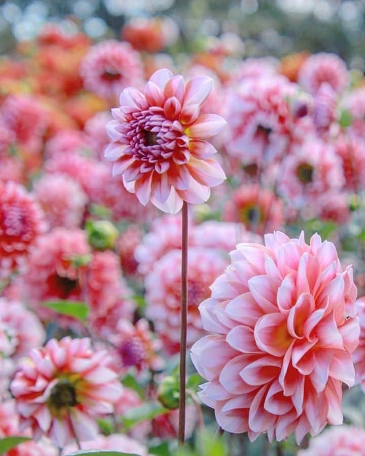 花の写真館のインスタグラム：「Photo by @michi430n.⠀ https://instagram.com/michi430n/⠀ .⠀ Original Post[投稿いただいたURL]⠀ https://www.instagram.com/p/CGrc9k6MkiO/⠀ .⠀ 本アカウントは、 #私の花の写真 をつけてInstagramに投稿された皆さまの花の写真や、「花の写真館」Facebookページで投稿された花の写真を紹介します。⠀ 「花の写真館」Facebookページは、「 @floral.photograph 」のプロフィールにあるURLからご覧ください。⠀ .⠀ ※各自、政府、自治体など公的機関の指示に従った行動をお願いします。⠀⠀ 東京カメラ部および分室では、写真を「見る楽しみ」を提供することを通して、微力ながら皆様にわずかな時間でも癒しをお届けしたいと思っております。⠀ ※本アカウントは東京カメラ部がFacebook、Instagramのサービスを利用して運営しているもので、Facebook社・Instagramとは一切関係ありません。⠀ .⠀ #花の写真館 #floralphotograph #floralphoto #flower #flowers⠀ Follow: @floral.photograph」