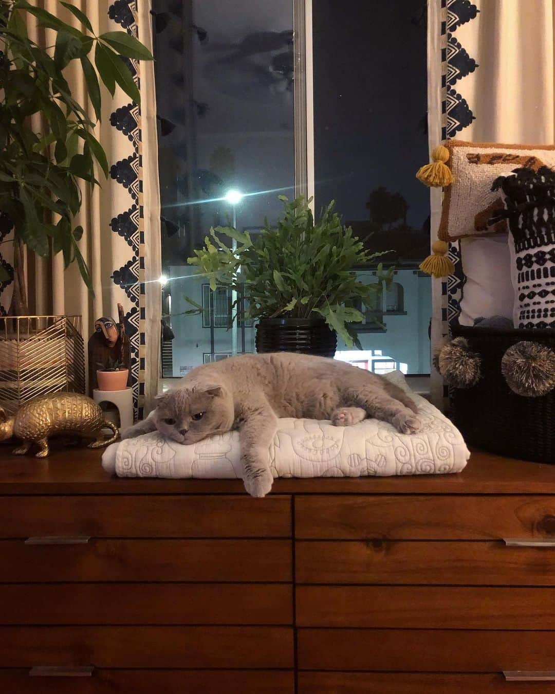 Millaさんのインスタグラム写真 - (MillaInstagram)「After Thanksgiving food coma 2 days later... the struggle is real! 🙀🍽 #MillaTheCat」11月29日 10時30分 - millathecat