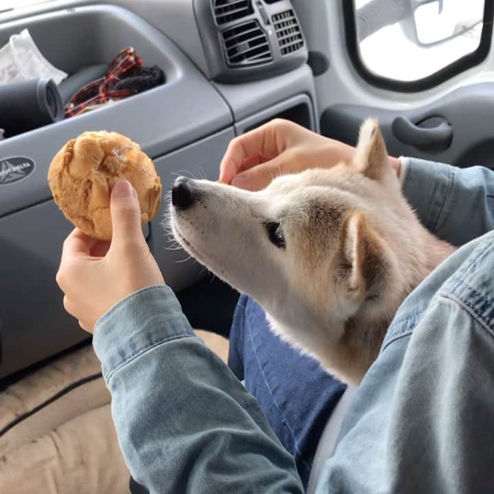 柴犬リリコのインスタグラム：「朝ごはん食べたのにスイーツには目がないリリコさん🐶 #スイーツ女子 #甘党です」