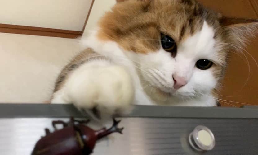 ひのき猫さんのインスタグラム写真 - (ひのき猫Instagram)「時にはジャイアン気質になる秀吉です。」11月29日 10時49分 - hinoki.cute.kitten