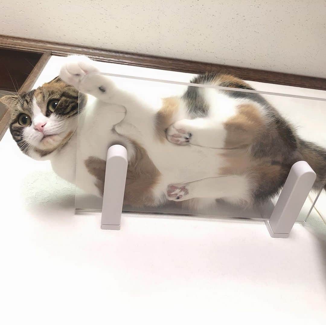 コテツのインスタグラム