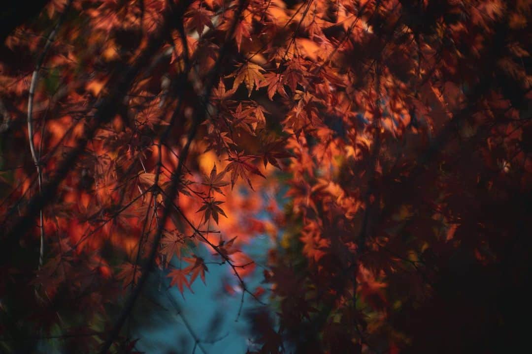落合陽一のインスタグラム：「#yoichiochiai #落合陽一 #LeicaSL2 #kinoplasmat」