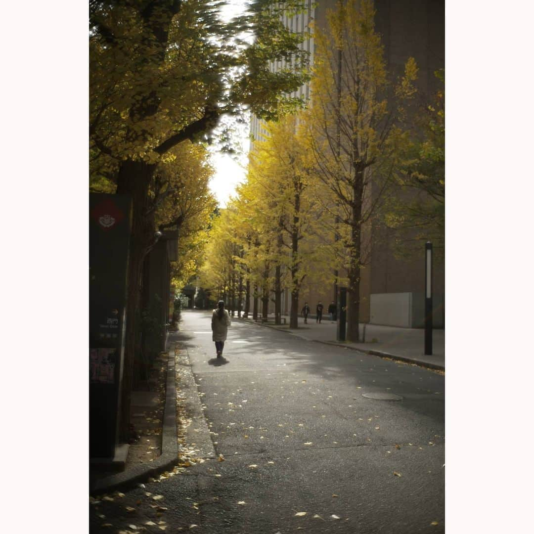 花澄さんのインスタグラム写真 - (花澄Instagram)「久しぶりに早稲田大学。 イチョウはほぼ散ってた。 もう冬なんだなあ。  Leica M10-P summilux 35mm f1.4 2nd  #tokyocameraclub#leica#leicam10p#summilux#summilux35#summilux35mm2nd#oldlens#ライカ#ライカm10p#ズミルックス#ズミルックス35mm#オールドレンズ#tokyo#japan#oldlens_tokyo#花澄#kazumiphotography」11月29日 11時36分 - textisan