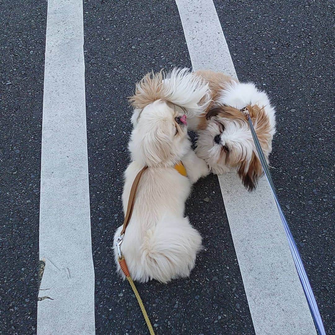 Kukkaのインスタグラム：「やくざにからまれる」